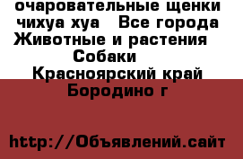 очаровательные щенки чихуа-хуа - Все города Животные и растения » Собаки   . Красноярский край,Бородино г.